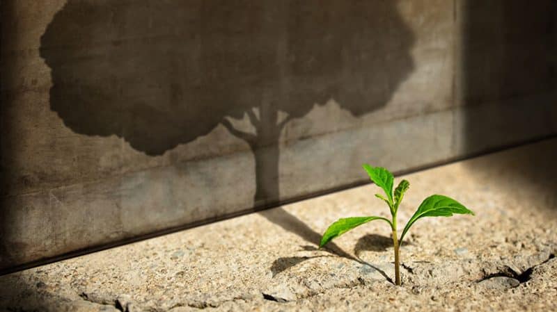 Business Growth