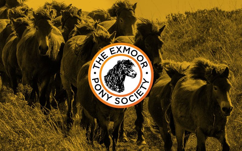 exmoor-pony-Choice-front-cover