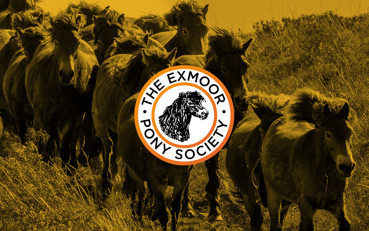 exmoor-pony-Choice-front-cover